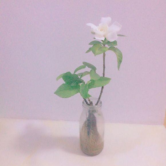 水养花期最长的花排名，最适合水培的花卉大全
