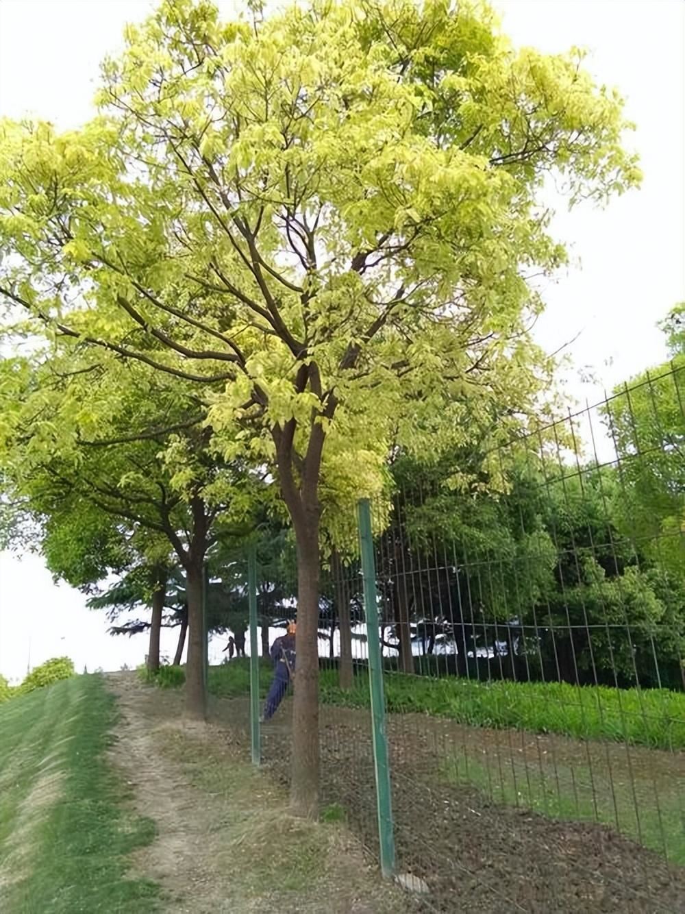 香樟叶子发黄什么原因，治理黄叶的处理方式