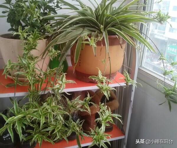 吊兰用什么土养才能更旺盛，栽培吊兰的注意事项