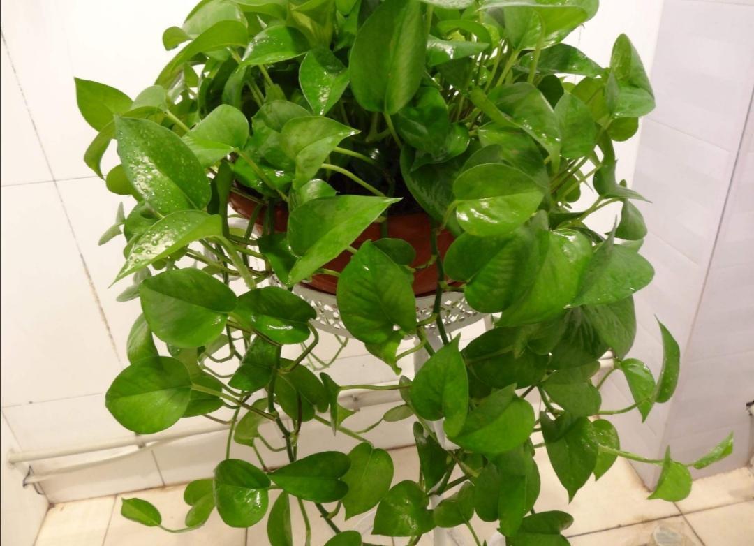 绿萝需要什么肥料才能更旺盛，种植绿萝的管理要点
