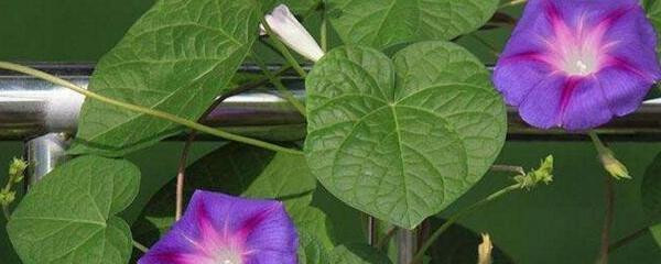 喇叭花什么时候开放，了解喇叭的开花季节