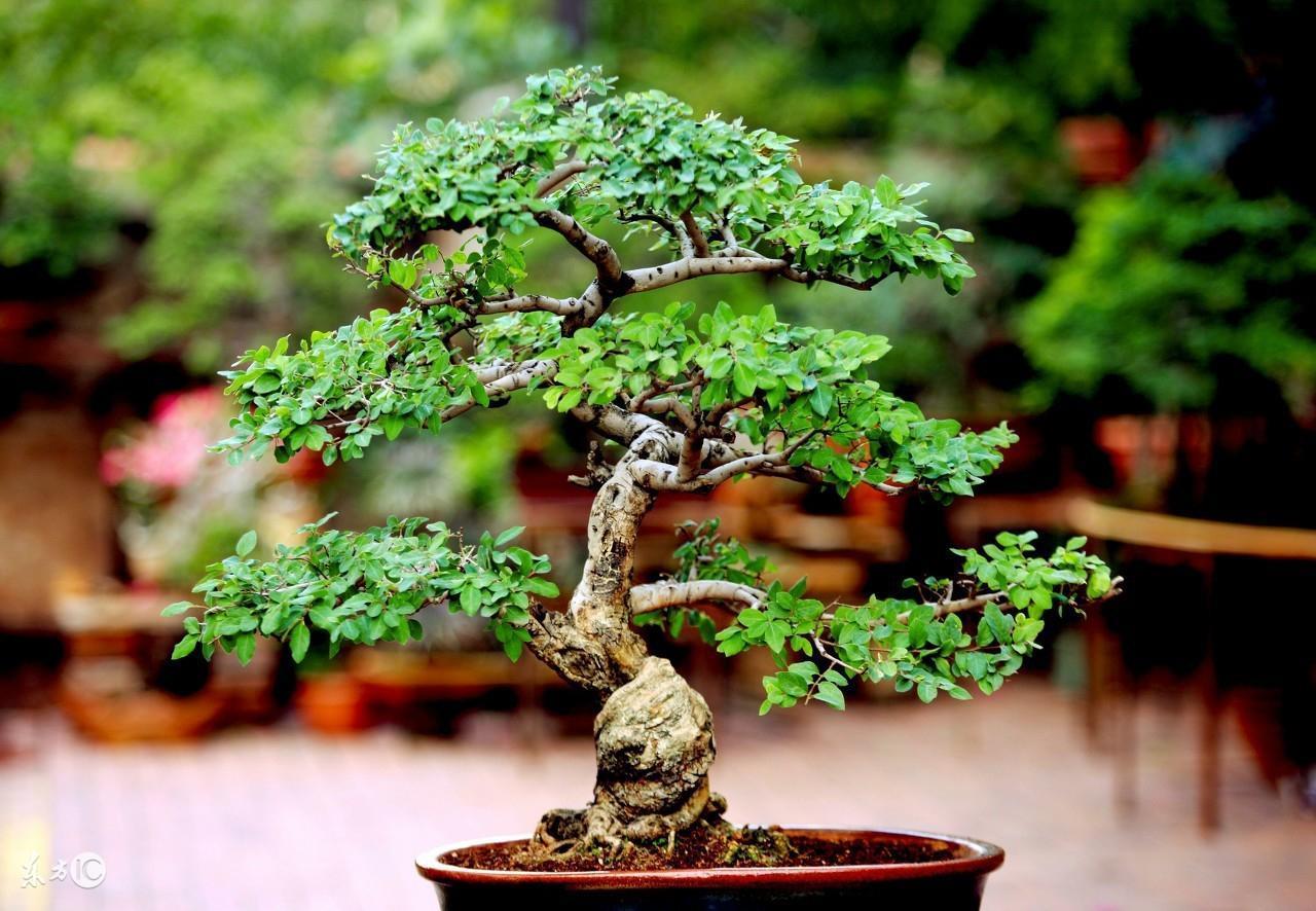 对节白蜡冬天发芽怎么养，种植对接白蜡的妙招