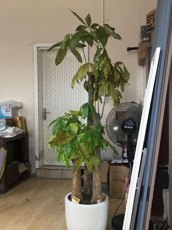 水培发财树烂根怎么补救，关于烂根的处理方法