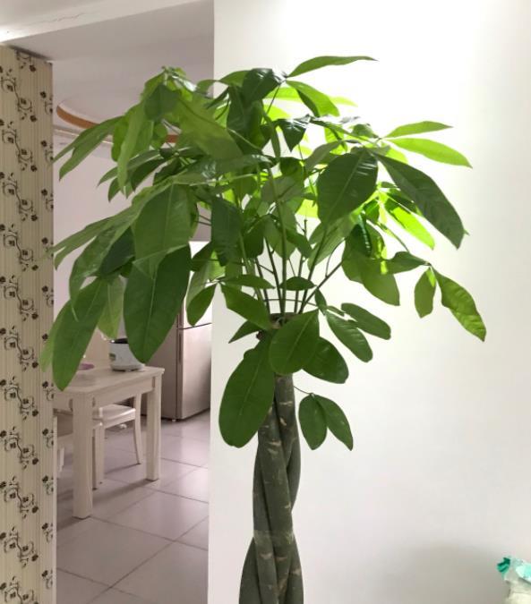 发财树的种植和管理技术，了解发财树的养护窍门