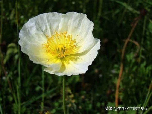 花毛茛种球怎么种才好，描述花毛茛种的栽培方式