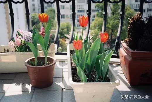 郁金香鲜花养护注意事项，关于鲜花的栽培技术