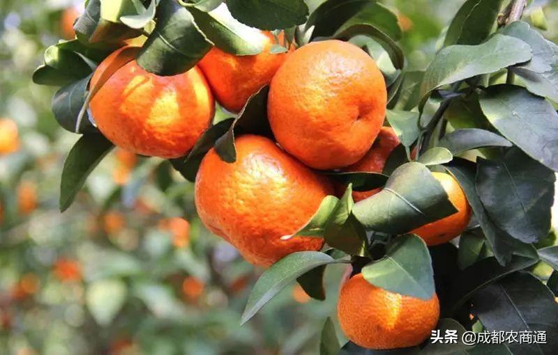 沙糖桔怎么种植技术，沙糖桔的栽培技术与管理