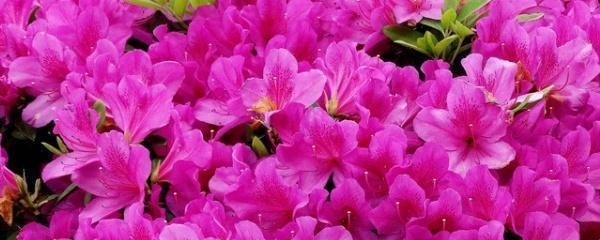 西洋杜鹃花怎么养，有关西洋杜鹃花的养殖方法