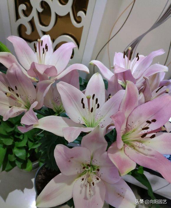 百合花的简介资料是什么，教你种植百合的窍门