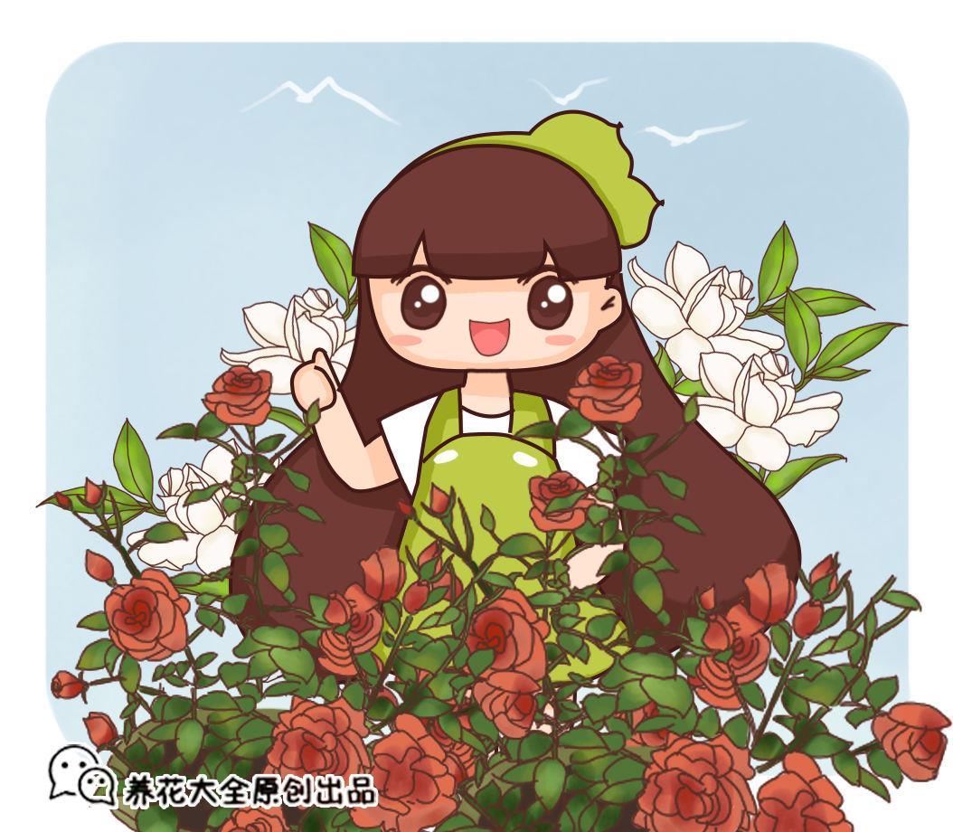 玫瑰花怎么养殖方法，玫瑰花盆栽的养护要点
