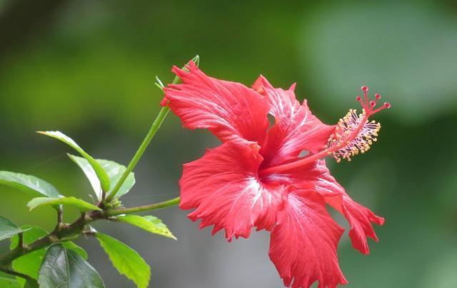 扶桑花卉怎么养，扶桑花家庭养殖方法