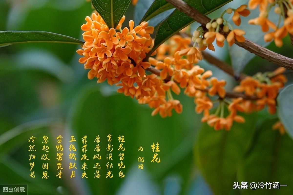 秋天有哪些花朵盛开，秋天常见的花推荐