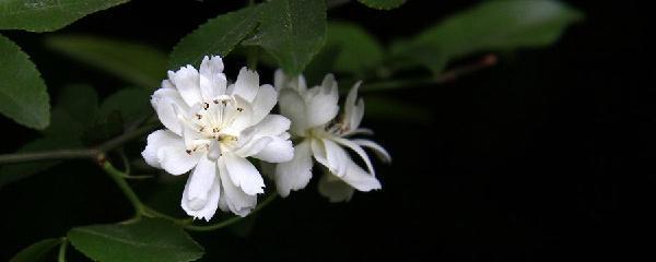 木香花的修剪方法和技巧，了解木香花修剪时间及步骤