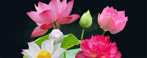 睡莲怎么种植，关于水培睡莲养殖方法