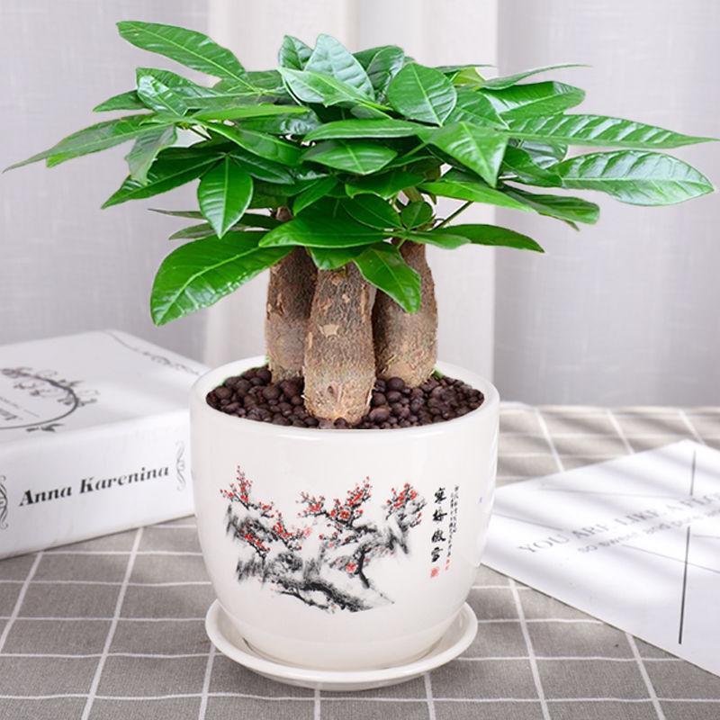 春季发财树叶子发黄怎么办，盘点黄叶的处理方式