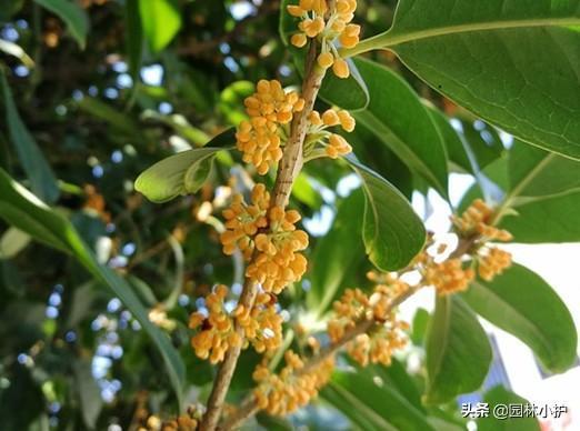 桂花有多少种颜色，盘点最香的桂花种类
