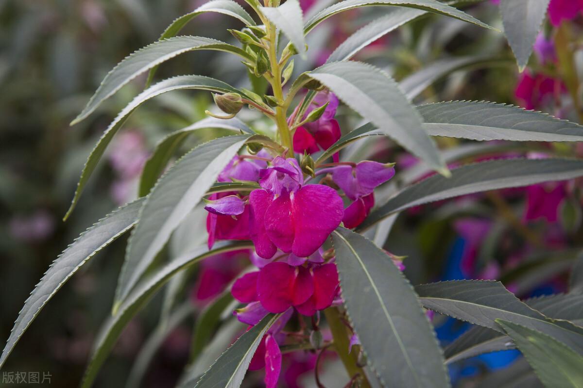 如何移栽凤仙花小苗，了解凤仙花种植方法要求