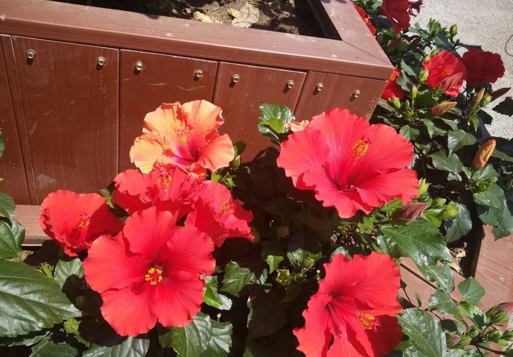 扶桑花怎么养才好，盆栽扶桑花的养殖方法