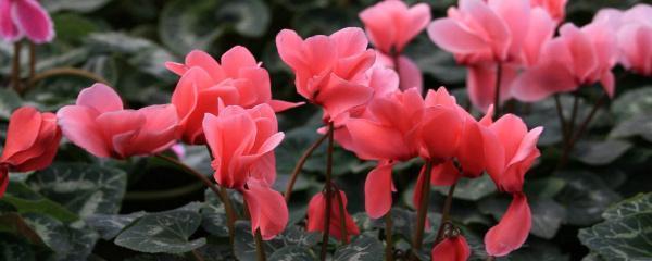 仙客来几月份开花，有关仙客来开花时间