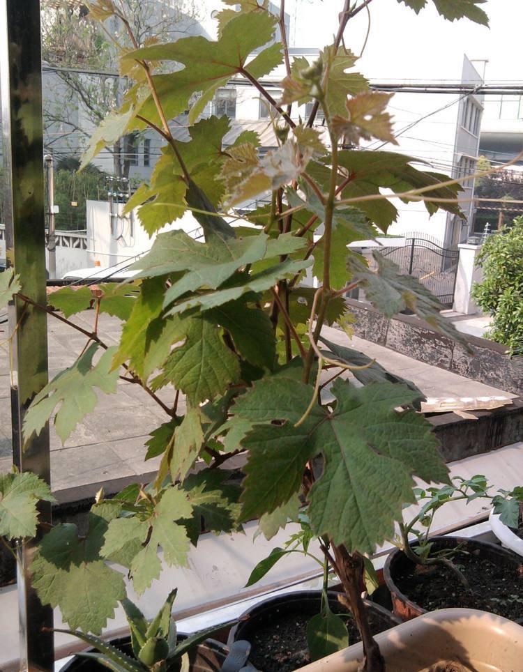 葡萄盆景栽培技术与管理，种植葡萄的注意事项