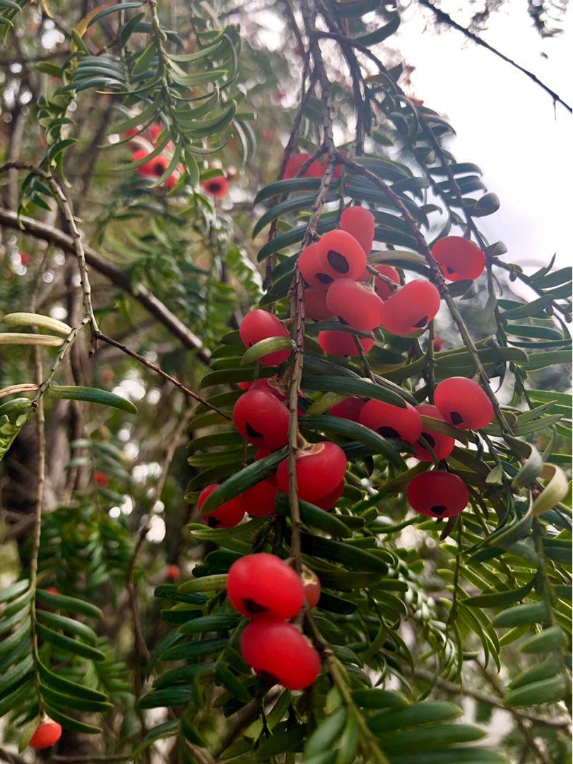红豆杉树怎么种植才好，有关栽种红豆杉的妙招