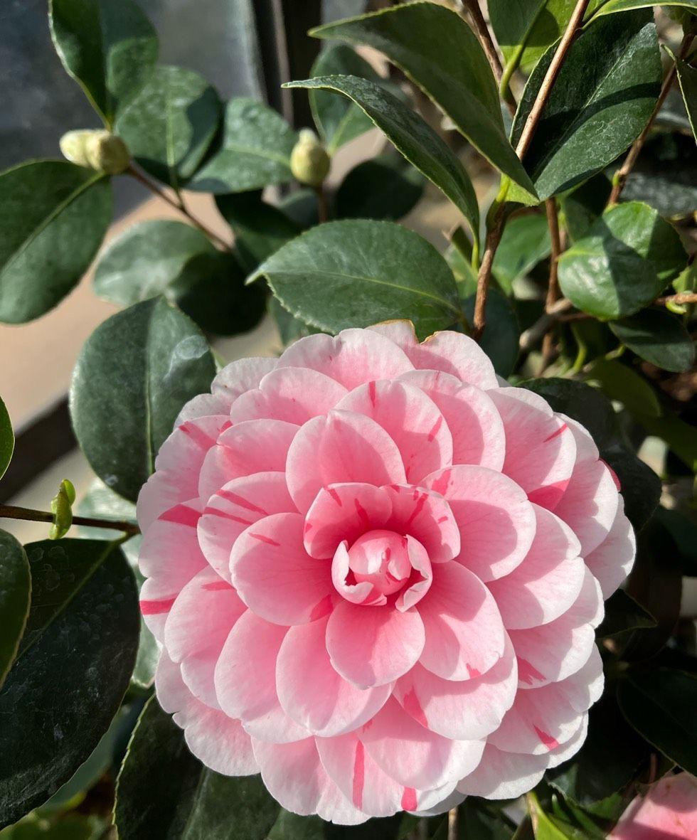 茶花可以养在室内吗，盆栽茶花养护小妙招