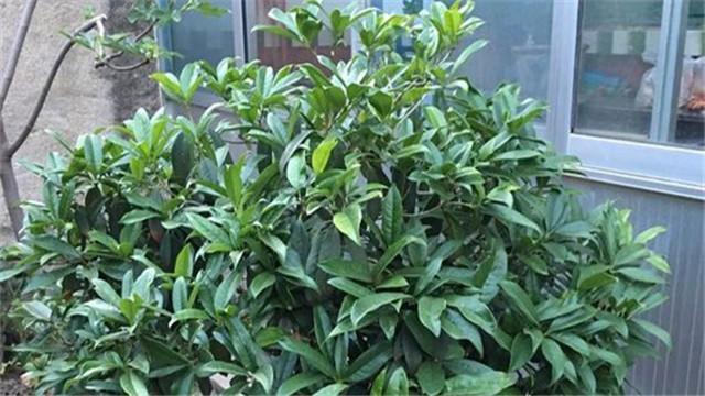 桂花树如何养护，详解桂花树的养护技巧