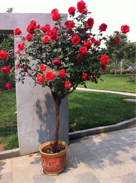 月季花怎么嫁接，多色月季嫁接技术图解