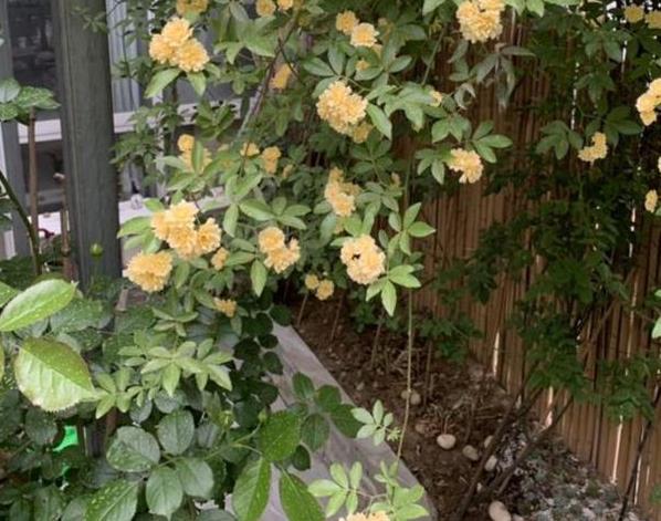 木香花适合盆栽吗，木香花的养殖方法和注意事项