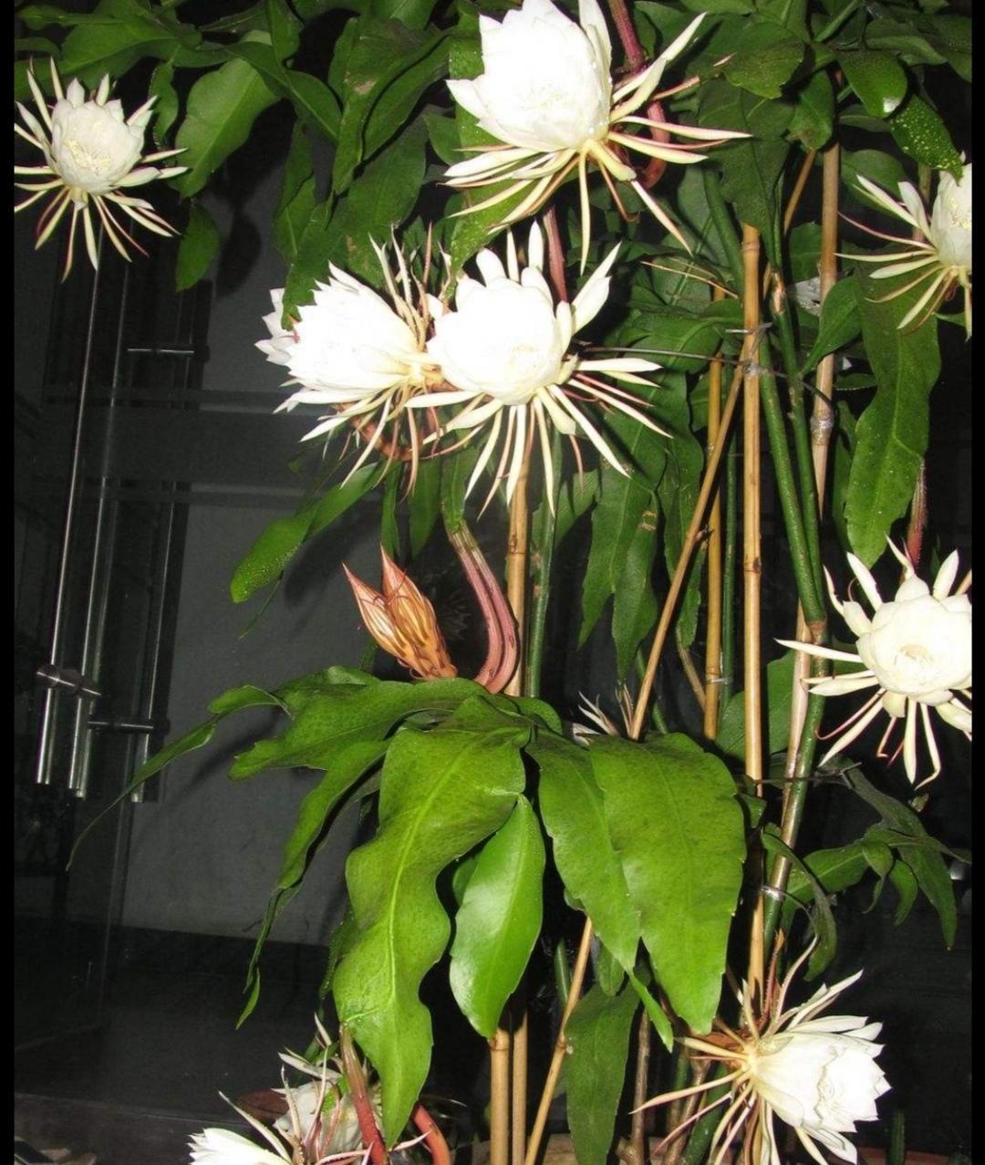 昙花怎么种植，有关昙花的栽培与管理