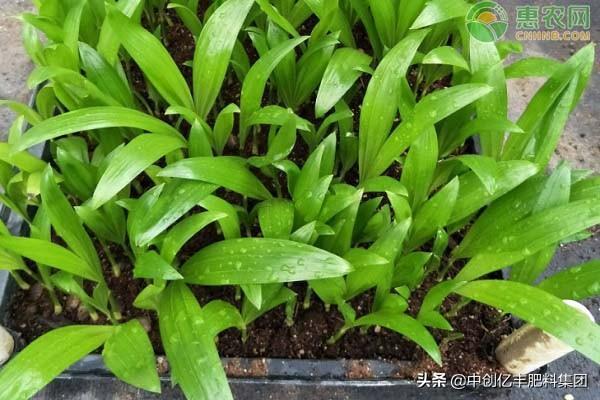 散尾葵凤尾怎么养，散尾葵凤尾竹的养殖方法和注意事项