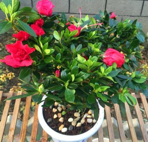 杜鹃花枯萎掉叶怎么办，分享杜鹃花枯叶掉叶防治办法
