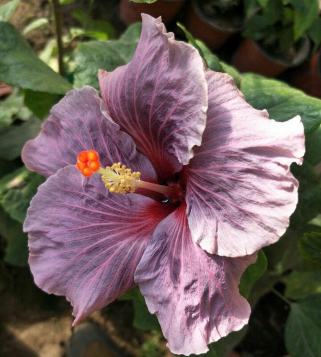 扶桑花掉花苞怎么回事，扶桑花掉花蕾的原因及解决办法