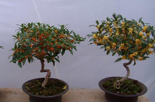 桂花怎么种植，桂花种植方法和注意事项