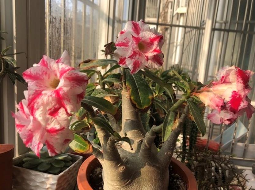 夏季花卉有哪些，盘点九种夏天最美的花
