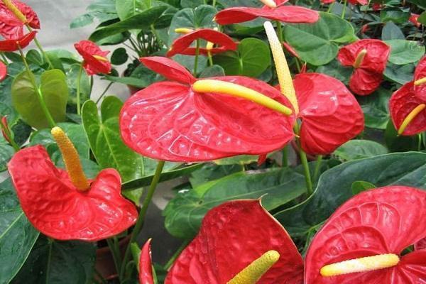 红掌花怎么养花才红，详解红掌花养护小妙招