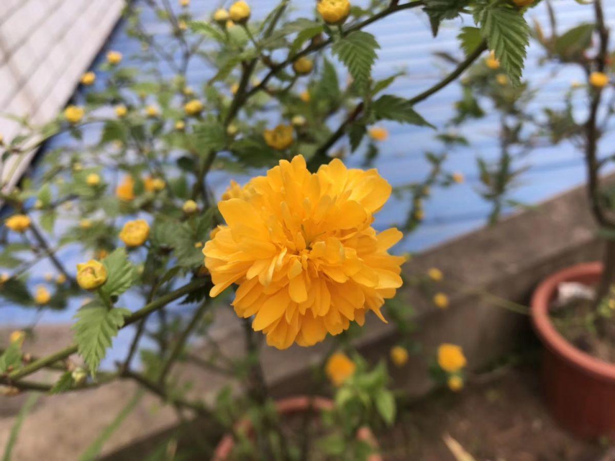 棣棠花可以养家里吗，养护棣棠的注意事项