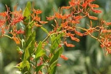 火焰兰能养多久，火焰兰的种植方法讲解