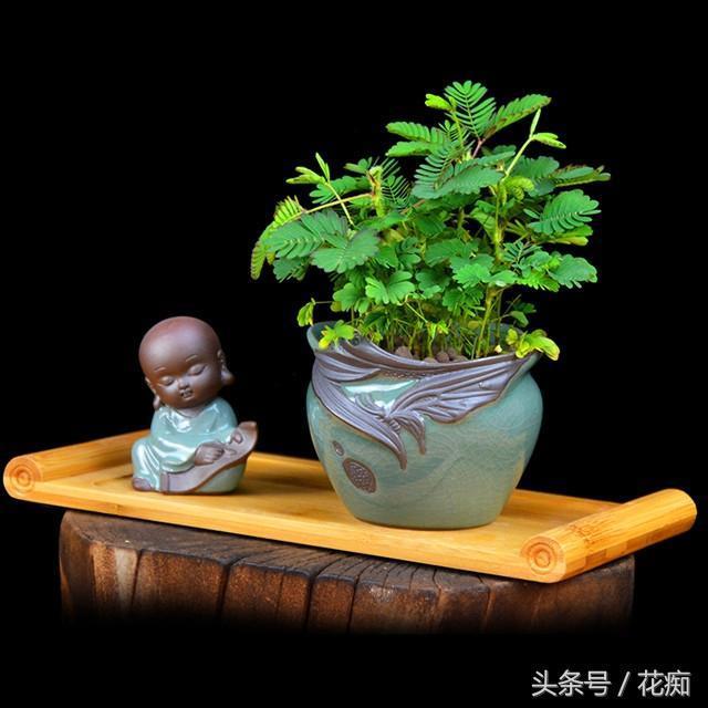 含羞草好不好养活，有关含羞草栽培技术