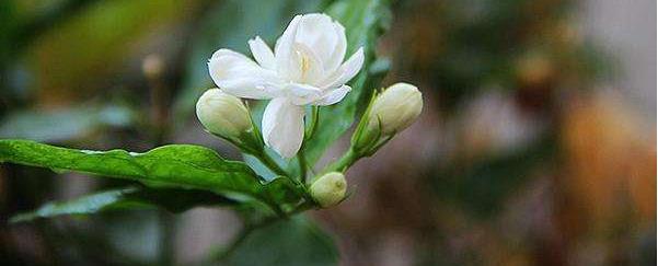 非洲茉莉花怎么养，教你养护非洲茉莉花的要点
