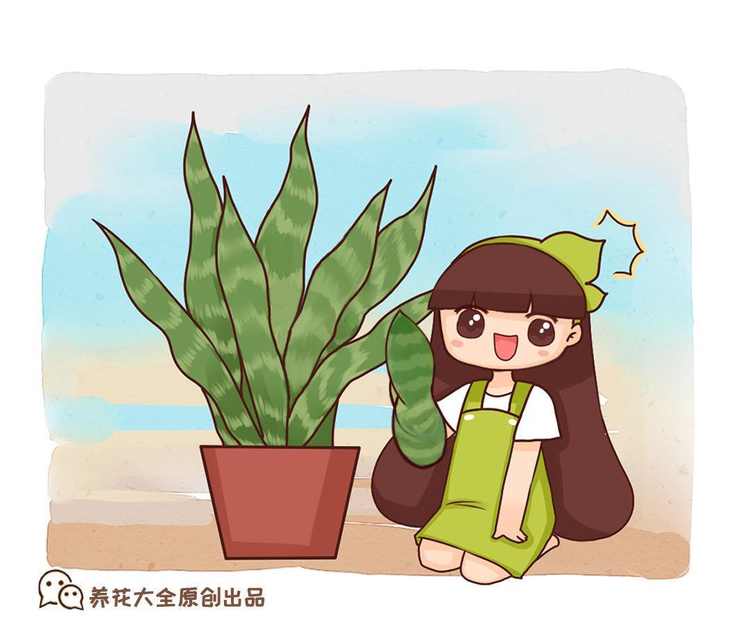 虎皮兰怎么养好活，详解虎皮兰养护要点