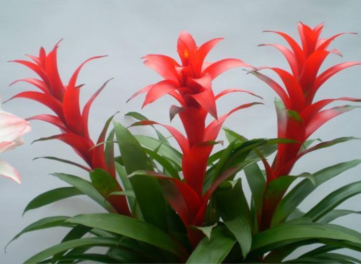 鲜花凤梨好养吗，花卉凤梨的养殖步骤