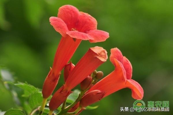 凌霄花怎么养才对，了解凌霄花盆栽的养殖方法