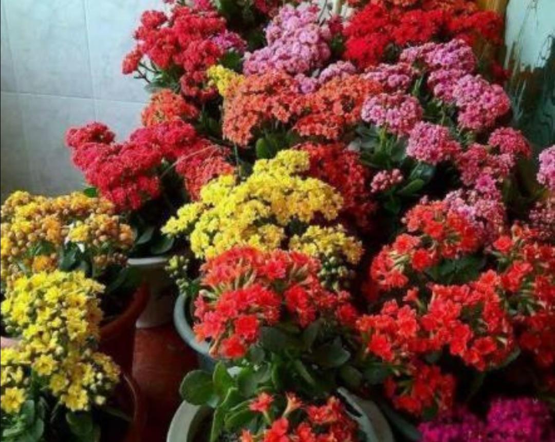 长寿花几月份开始长花苞，简述长寿花催花绝招