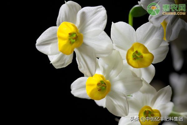 水仙花的养殖方法和注意事项有哪些，了解水仙的栽种技巧