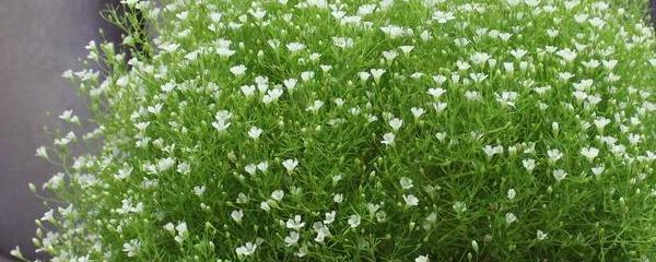 满天星什么时候播种，有关满天星最佳种植时间