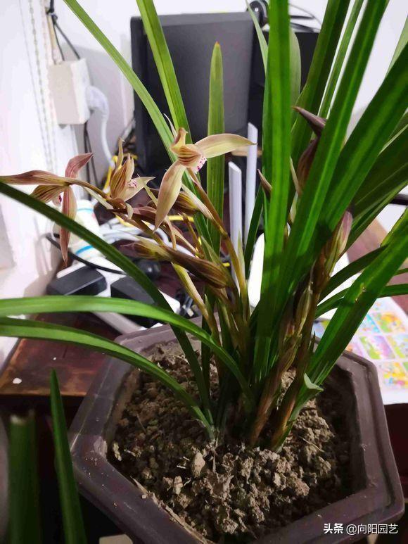 养兰花用什么肥料最好，有关简单兰花肥料排名