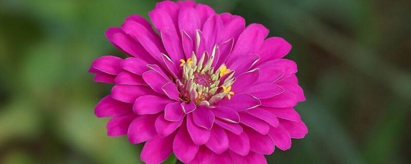 代表友谊的花有哪些，象征友谊的花卉介绍
