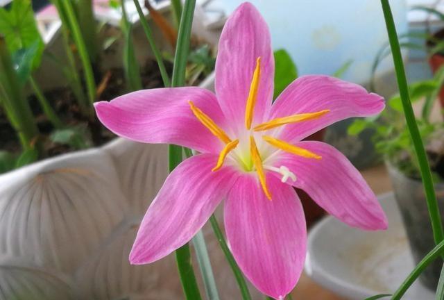 哪些花是夏天开的，代表夏天的花卉大全