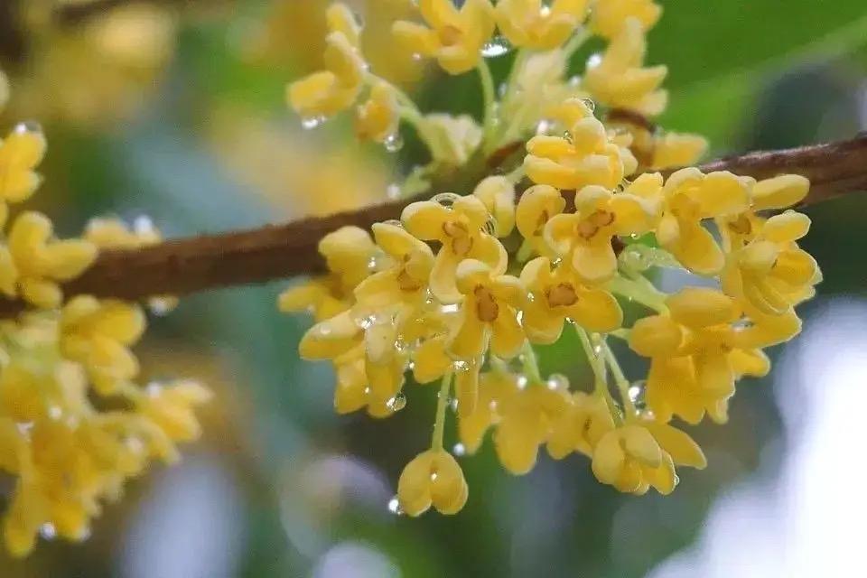 阳台怎么养桂花，分享阳台养好桂花的秘诀